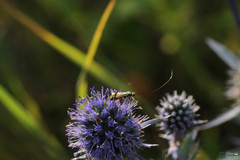 Nemophora dumerilella