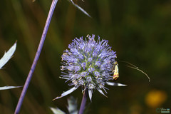 Nemophora dumerilella
