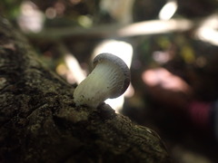 Pleurotus australis