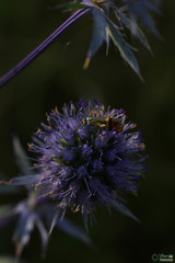 Nemophora dumerilella