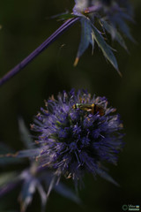 Nemophora dumerilella