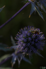 Nemophora dumerilella