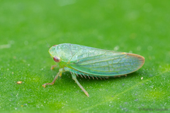 Chilenana