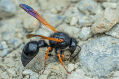 Hypodynerus colocolo