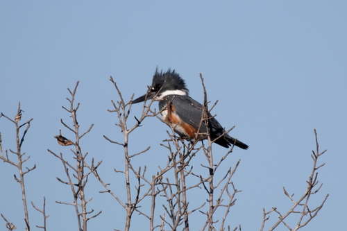 Belted Kingfisher photographed in Mississippi