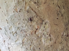 Anthonomus suturalis