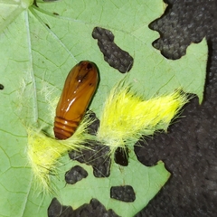 Cyanopepla fastuosa