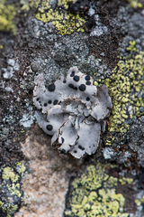 Umbilicaria crustulosa