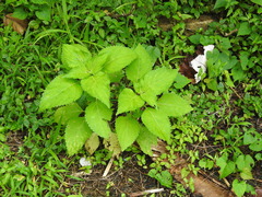Coleus scutellarioides