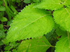 Coleus scutellarioides