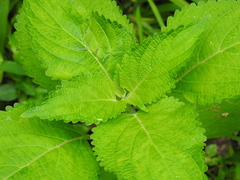 Coleus scutellarioides