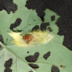 Cyanopepla fastuosa