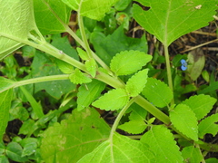 Coleus scutellarioides