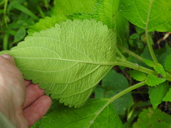 Coleus scutellarioides
