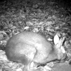 Lepus brachyurus