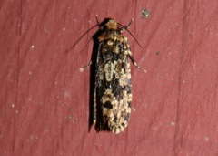 Scardiinae