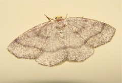 Lambdina pellucidaria