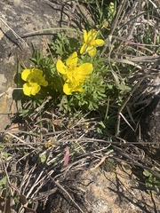 Ranunculus triternatus