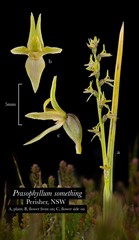 Prasophyllum sphacelatum