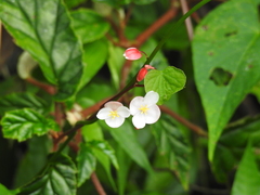 Begonia decandra