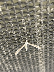Platyptilia celidotus