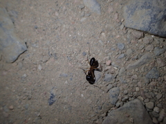Camponotus aegyptiacus