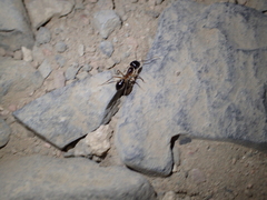 Camponotus aegyptiacus