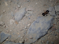Camponotus aegyptiacus
