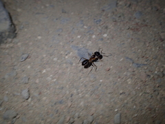 Camponotus aegyptiacus