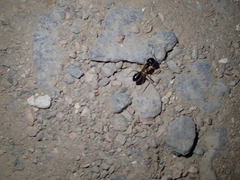 Camponotus aegyptiacus