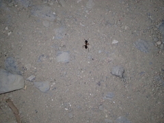 Camponotus aegyptiacus