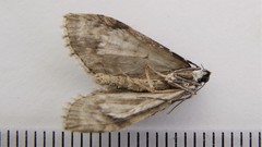 Cladara limitaria