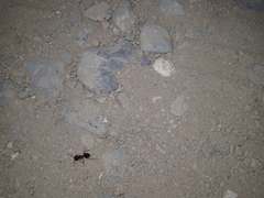 Camponotus aegyptiacus