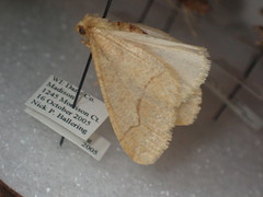 Erannis tiliaria