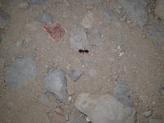 Camponotus aegyptiacus