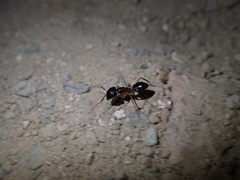 Camponotus aegyptiacus