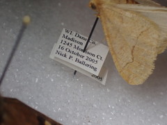Erannis tiliaria
