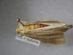 Erannis tiliaria
