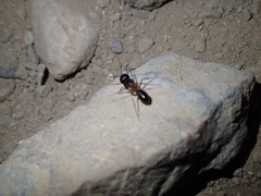 Camponotus aegyptiacus