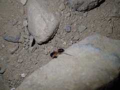 Camponotus aegyptiacus