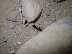 Camponotus aegyptiacus