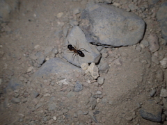 Camponotus aegyptiacus