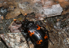 Nicrophorus nepalensis