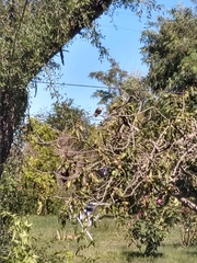 Turdus amaurochalinus