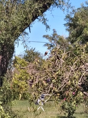 Turdus amaurochalinus