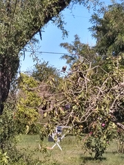 Turdus amaurochalinus