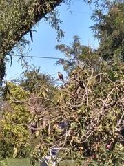 Turdus amaurochalinus