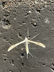 Platyptilia celidotus