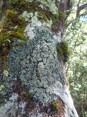 Pannaria implexa