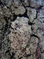 Pannaria implexa